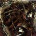 raw.rust.bionest