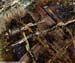 raw.rust.normandy