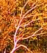 sol