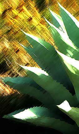 sol