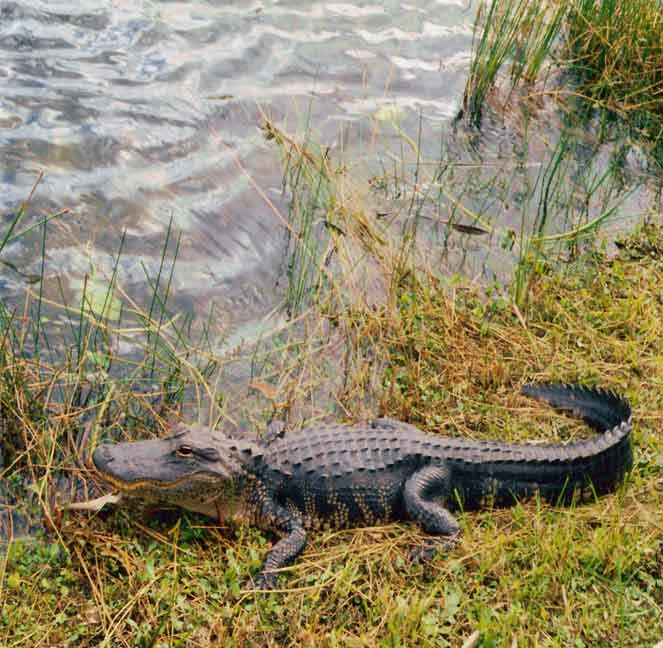  everglades patrol 