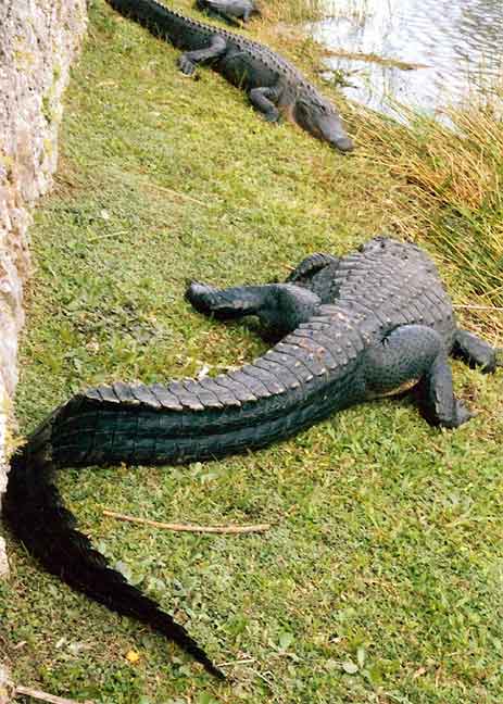  everglades parley 